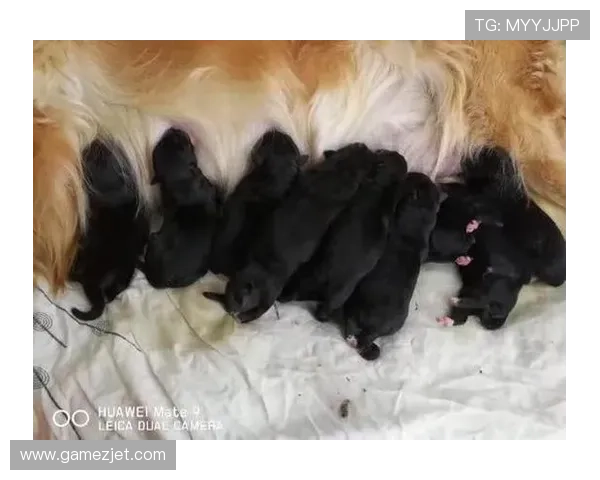 扎克拉文家的狗都比我会花钱